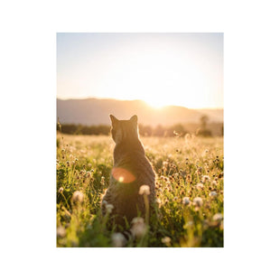 Wandbild Katze auf Feld