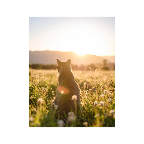 Wandbild Katze auf Feld