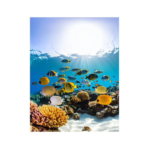 Wandbild Fische vor Korallenriff
