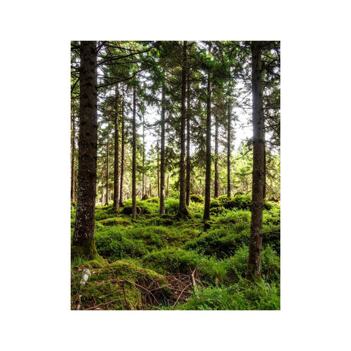 Wandbild mythischer Wald