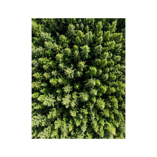 Wandbild Wald aus Vogelperspektive