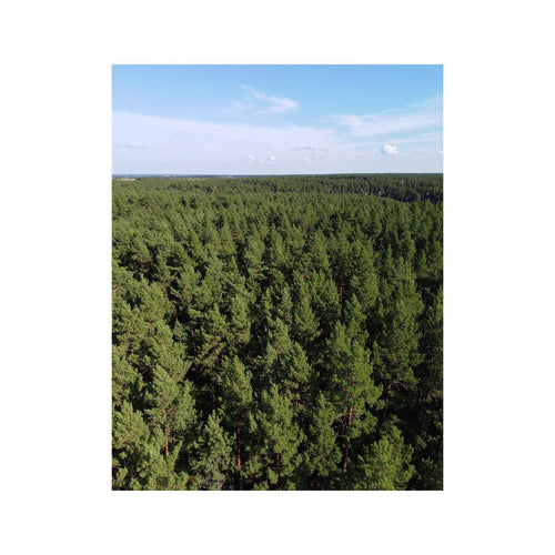 Wandbild grosser Wald
