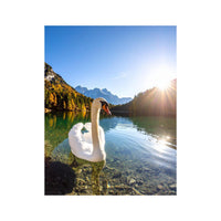 Wandbild Schwan 2