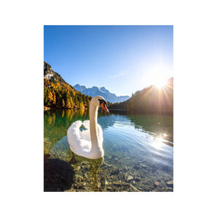 Wandbild Schwan 2