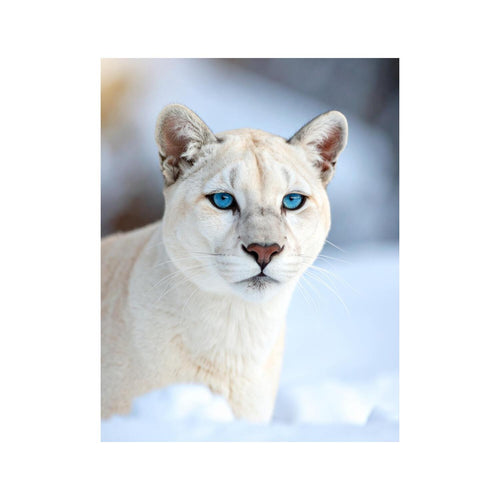 Wandbild Puma
