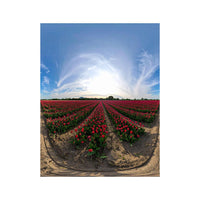 Wandbild Tulpenfeld