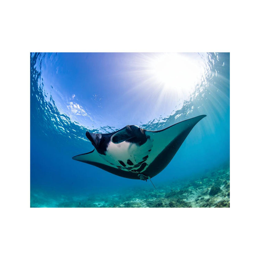 Wandbild Mantarochen