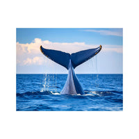 Wandbild Orca-Flosse