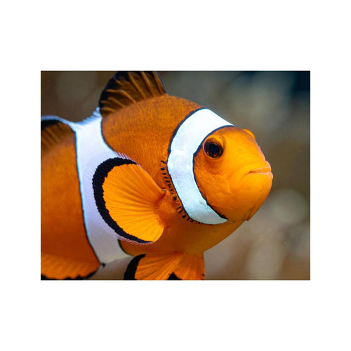Wandbild Clownfisch