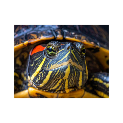 Wandbild Schildkröte 1