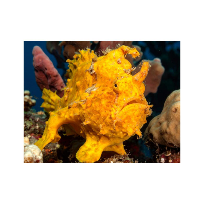 Wandbild Anglerfisch