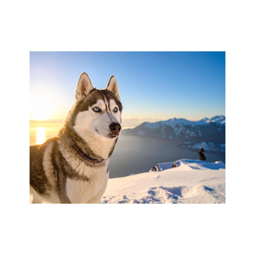 Wandbild Huskie 2