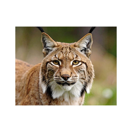 Wandbild Luchs 1