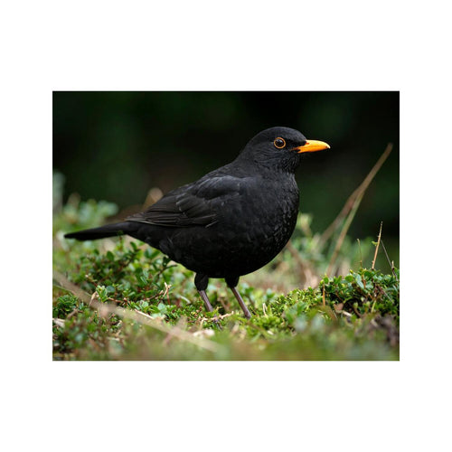 Wandbild Amsel