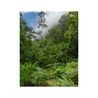 Wandbild Regenwald 3
