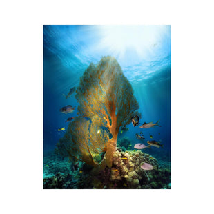 Wandbild  unter dem Meer 1