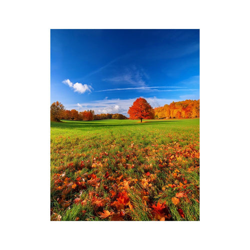 Wandbild Blumenfeld 1