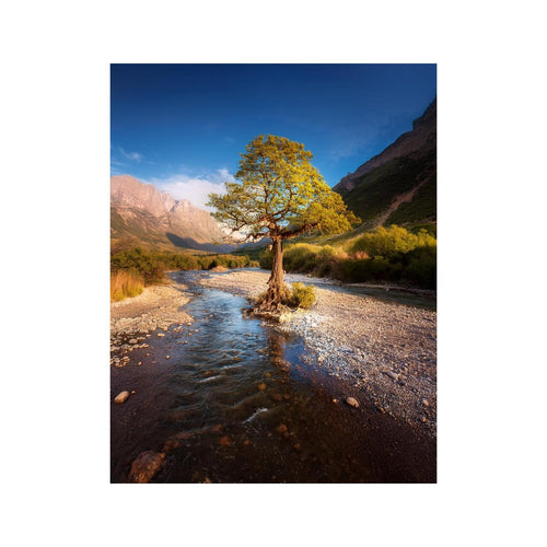Wandbild schöner Baum 1