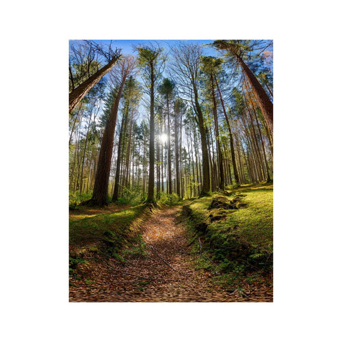 Wandbild Wald 1