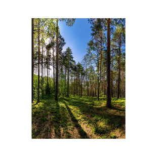 Wandbild Wald 2