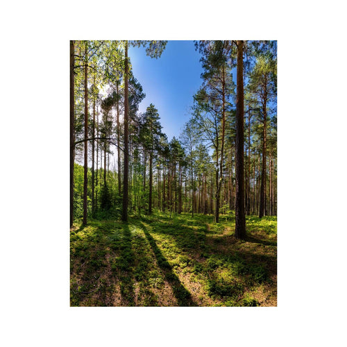 Wandbild Wald 2