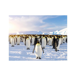 Wandbild Pinguine am Nordpol