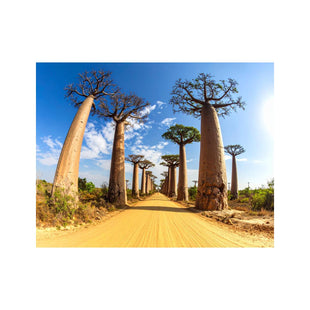 Wandbild Baobab Allee