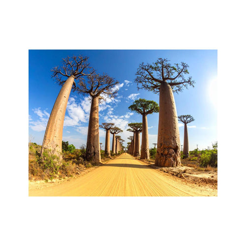 Wandbild Baobab Allee
