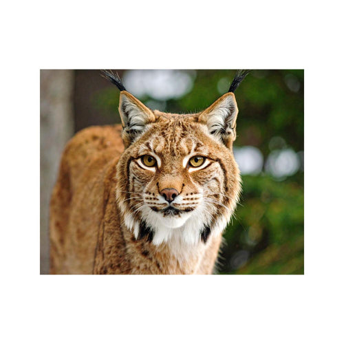 Wandbild Luchs 2