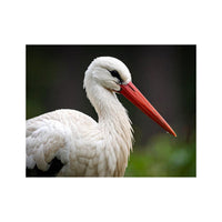 Wandbild Storch
