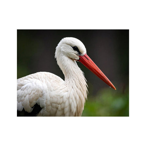 Wandbild Storch