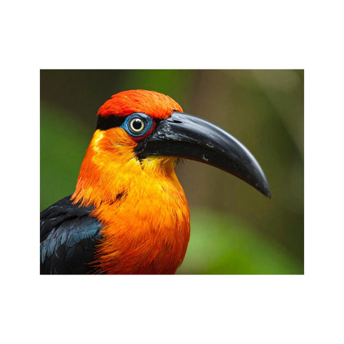 Wandbild Paradiesvogel 1