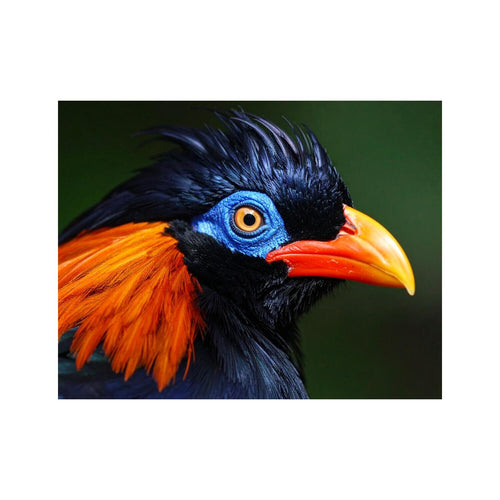 Wandbild Paradiesvogel 2