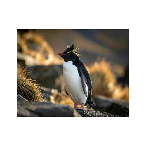 Wandbild Felsenpinguine