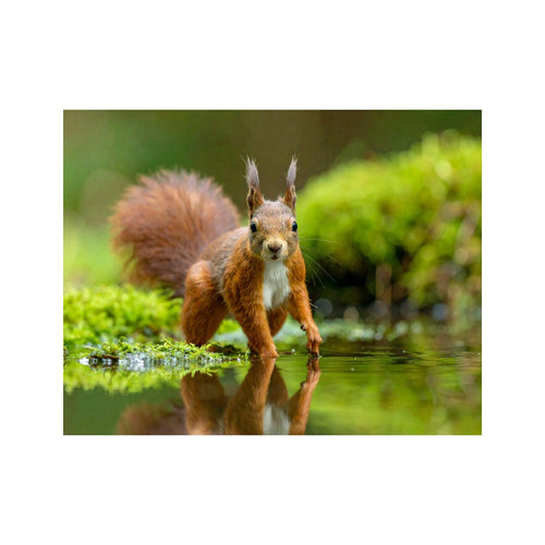 Wandbild Wald Eichhörnchen