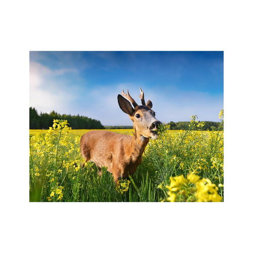 Wandbild Tiere 11