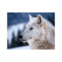 Wandbild Tiere 13