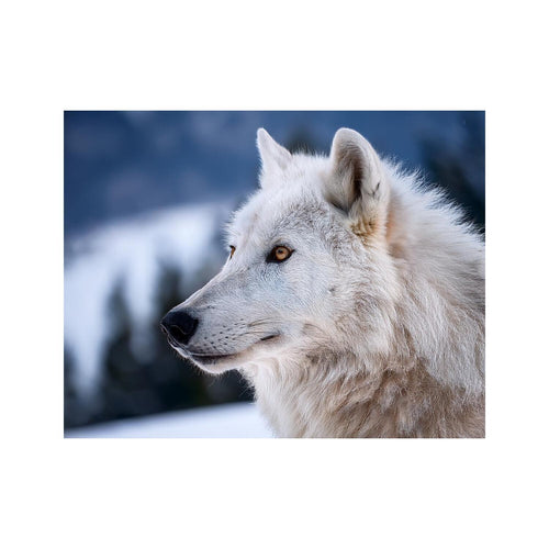 Wandbild Tiere 13