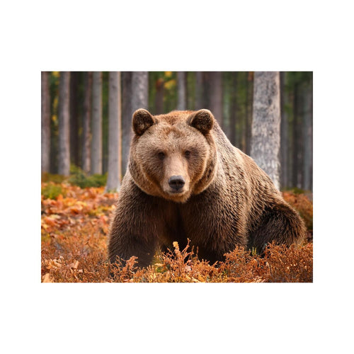 Wandbild Tiere 18