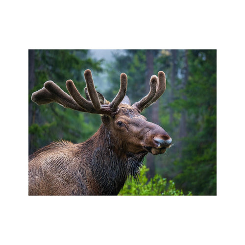 Wandbild Tiere 29