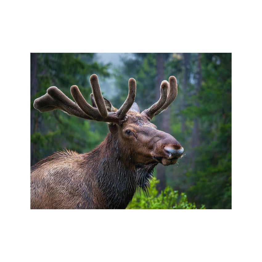 Wandbild Tiere 29