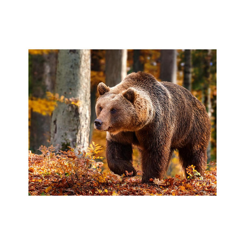 Wandbild Tiere 35