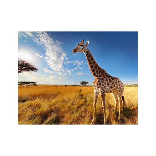 Wandbild Tiere 36