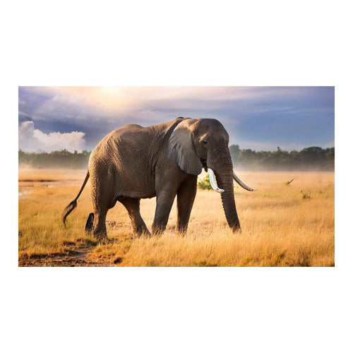 Wandbild Tiere 47