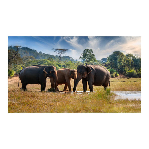 Wandbild Tiere 50