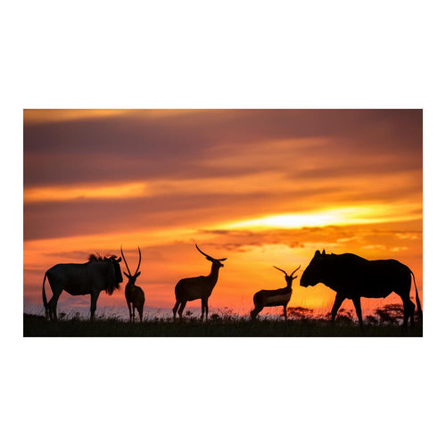 Wandbild Tiere 58