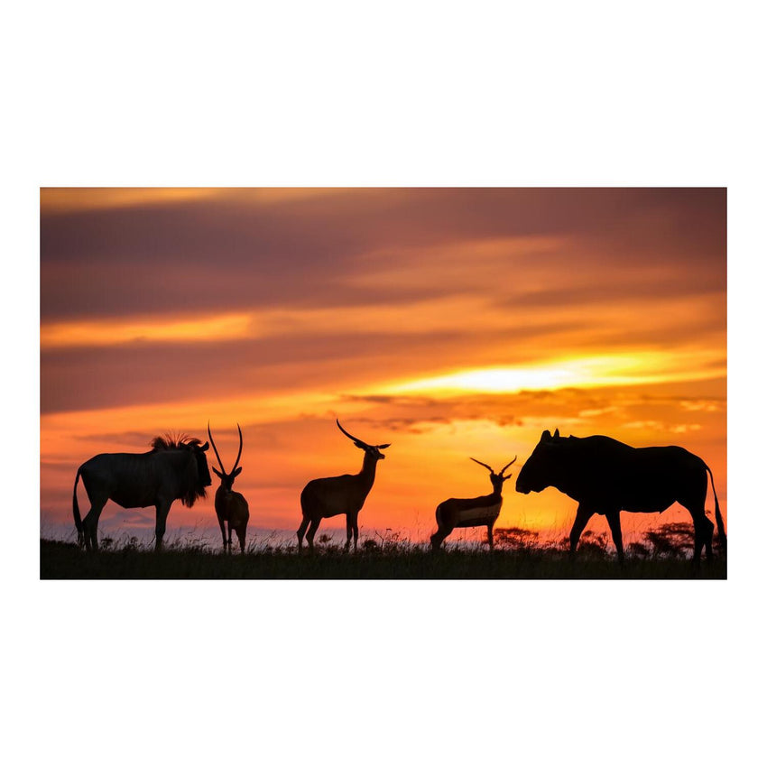 Wandbild Tiere 58