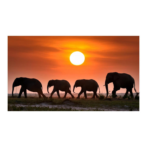 Wandbild Tiere 59