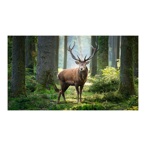 Wandbild Tiere 76