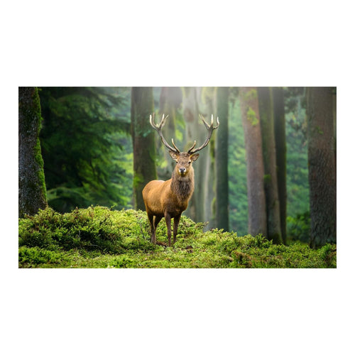 Wandbild Tiere 77